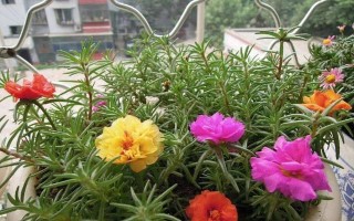 室外易活好养的花卉推荐（打造美丽花园，选对花品种很关键）