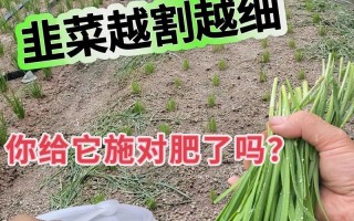 大葱追肥用什么肥料好（肥料选择要考虑的因素）