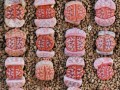 生石花的繁殖方法和注意事项（轻松掌握生石花繁殖技巧，让你的盆栽更加美丽）