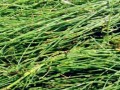 木贼是裸子植物吗？——探寻木贼的植物分类