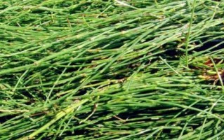 木贼是裸子植物吗？——探寻木贼的植物分类