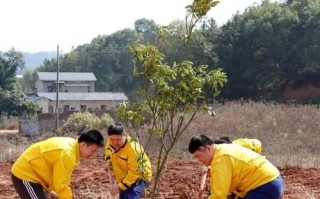 长沙适合种什么树？——为城市绿化贡献力量