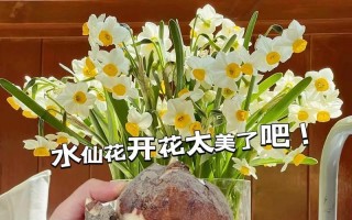 水仙花到底有没有香味？（探究水仙花的芳香之谜，水仙花）