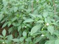 辣椒种植的土壤选择与管理（选择适合辣椒生长的土壤，提高产量与质量）