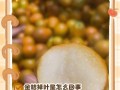 金桔不开花的原因及解决方法（探究金桔不开花的成因，提供有效的解决方案）