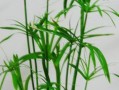 伞竹的冬季养殖技巧（寒冬保护伞竹，让其茁壮成长）
