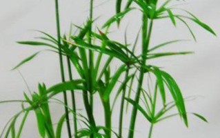 伞竹的冬季养殖技巧（寒冬保护伞竹，让其茁壮成长）