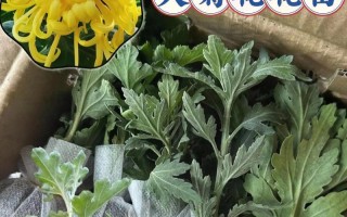 菊花种植指南（掌握菊花种植的方法和技巧，打造美丽花园）