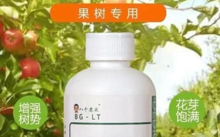 如何正确选择发财树肥料（掌握发财树肥料的使用技巧，让你的植物茁壮成长）
