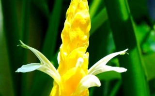 打造美丽金苞花的修剪技巧（精细修剪，让金苞花美不胜收）