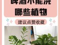 蜂蜜水的神奇用途——浇花