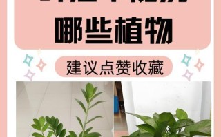 蜂蜜水的神奇用途——浇花