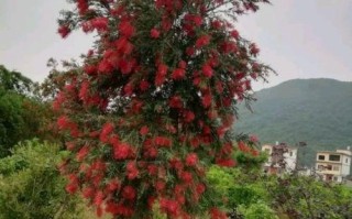千层树养护全攻略（打造美丽庭院的必备指南）