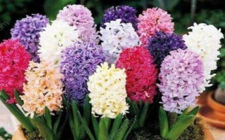 夏季风信子养护指南（清凉夏日，让风信子健康成长）
