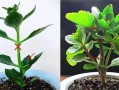 牵牛花摘心打顶的时间与方法（打造完美的牵牛花——摘心打顶的技巧与注意事项）