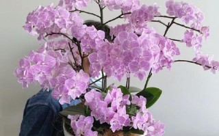 如何正确剪剪蝴蝶兰花剑（蝴蝶兰开花后的修剪技巧，让你的花朵更加美丽）