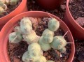 多肉球类植物养护指南（培养多肉球类植物的技巧与注意事项）