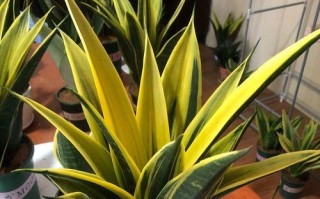如何科学地给金边虎皮兰施肥？（掌握肥料种类与使用方法，打造健康繁茂的虎皮兰）