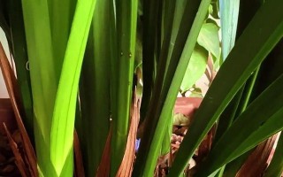 墨兰肥料施用技巧（掌握正确的施肥方法，让墨兰健康成长）