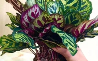 水培竹芋卷叶的栽培方法与注意事项（打造迷人绿植，学习水培竹芋卷叶的养殖技巧）