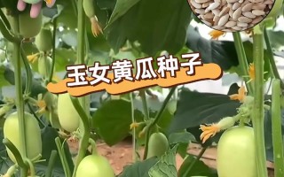 黄瓜种植与生长周期详解（从适宜种植时间到收成时间，全方位了解黄瓜的生长过程）