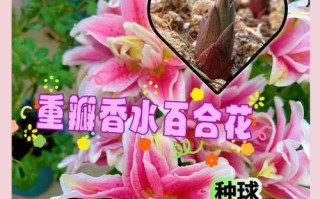 如何正确修剪以香水百合开花（打造美丽花坛的关键步骤与技巧）