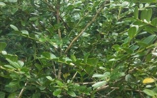 黄杨是否会开花？（探究黄杨植物的生长习性及开花情况）