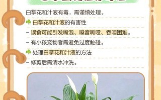 低温下如何养护白掌（白掌养护技巧，让您的植物健康茁壮）
