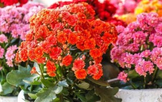 仙人指花语（揭示仙人指花象征与寓意的神秘面纱）