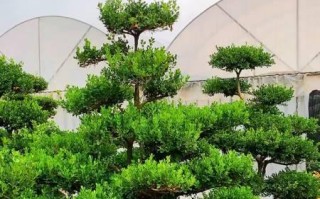小叶黄杨树的修剪方法（打造美丽健康的小叶黄杨树）