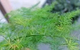 文竹落叶怎么办？如何保养文竹？（解决文竹落叶问题，打造健康文竹环境）