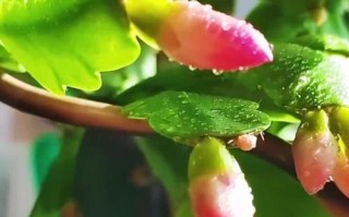 蟹爪兰花苞未开怎么办？解决方法汇总（保护蟹爪兰花苞，促进开花的技巧与建议）