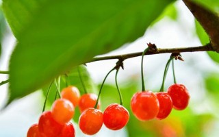 大连樱桃——夏季最佳口感（几月份成熟上市，品尝绝佳享受）