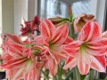 培养朱顶红缩球的技巧与方法（室内种植专家分享）
