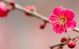 红梅移栽时间及技巧（掌握正确时间，让红梅生长更加美丽）