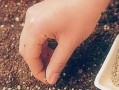 花盆里的种子（逐梦之旅的开始与经历）