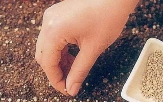 花盆里的种子（逐梦之旅的开始与经历）