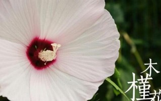 揭秘不好的花语——哪些花言句容易让人误解？（花开时节，我们该知道的那些事）