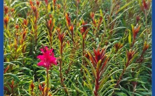 如何选择千鸟草的最佳种植时间（了解千鸟草的生长习性，选择适宜的播种时间）