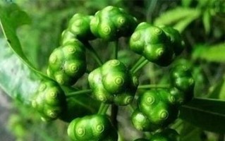 川贝枇杷膏中的巴戟天功效与作用（解热镇咳、滋阴润燥、清热化痰、增强免疫力）