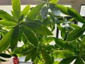 探究瑞香叶子发黄的原因（解析瑞香叶子变黄的因素和应对方法）