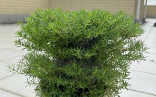 认识太阳花——一种美丽的多肉植物（探究太阳花的特点和养护方法）