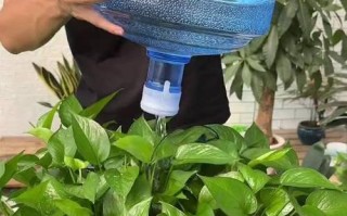如何正确浇水养绿萝（掌握浇水技巧，让绿萝茁壮成长）