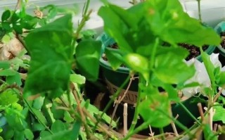 冬季茉莉养殖方法与注意事项（寒冬中的茉莉花怎样护理，如何让其安然度过严寒？）