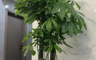 发财树的生长条件与养护方法（发财树是否怕阳光照射及其养护技巧）