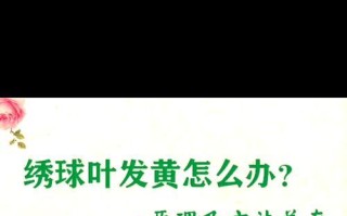 揭秘绣球花新叶子发黄的原因（探究绣球花叶子黄化的关键因素及解决方法）