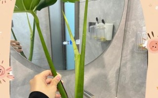 以龟背竹水养，打造绿色生活空间（绿化环保，龟背竹水养的五个关键点）
