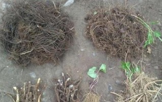 苍术种植时间选择（探究苍术种植的最佳时间）