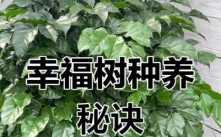 如何培养一棵粗壮的幸福树（养护技巧和关键要点）