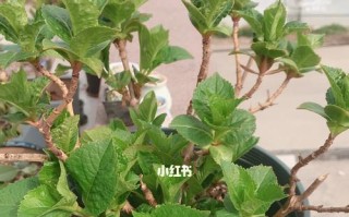 如何让绣球花发芽？（15种方法让绣球花焕发生机）